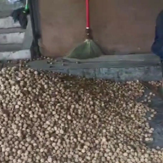 保山 我们自己种的核桃味道不错很香可以美容