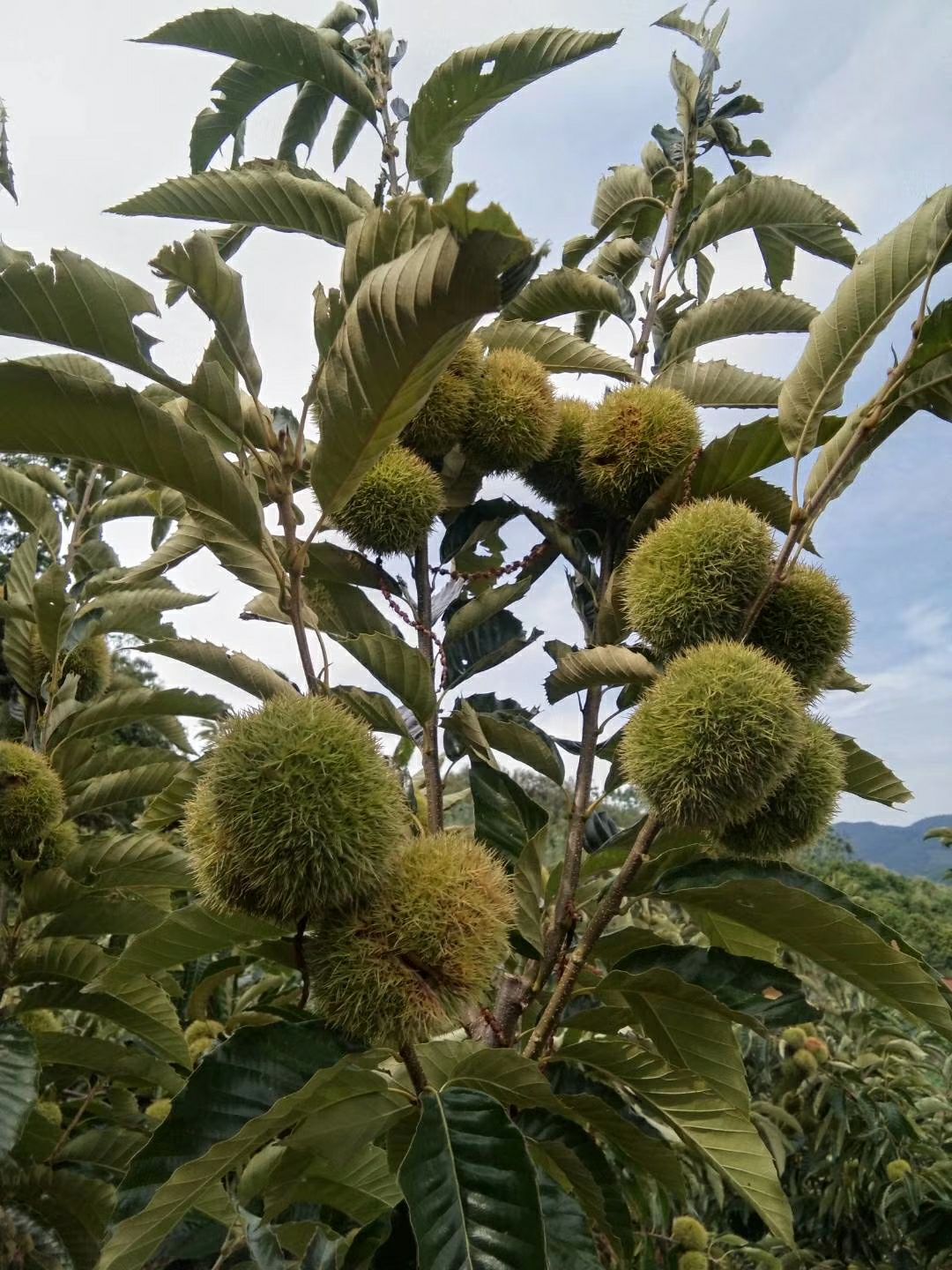 油栗 20年新货大量上市
