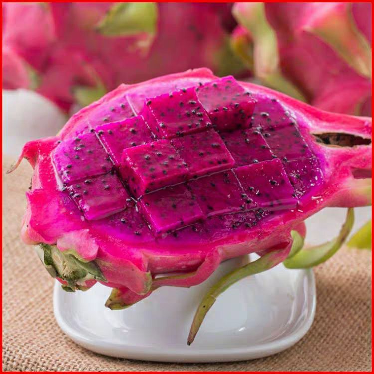 新品红心火龙果种子白心火龙果籽庭院室内盆栽易活易种500克