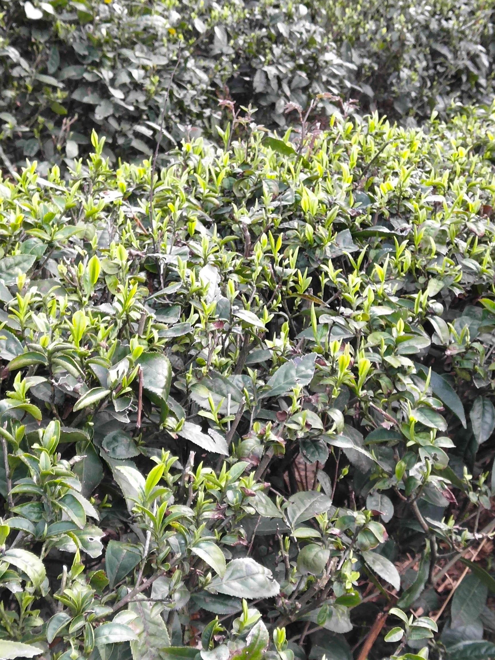 正宗庐山云雾茶少量批发