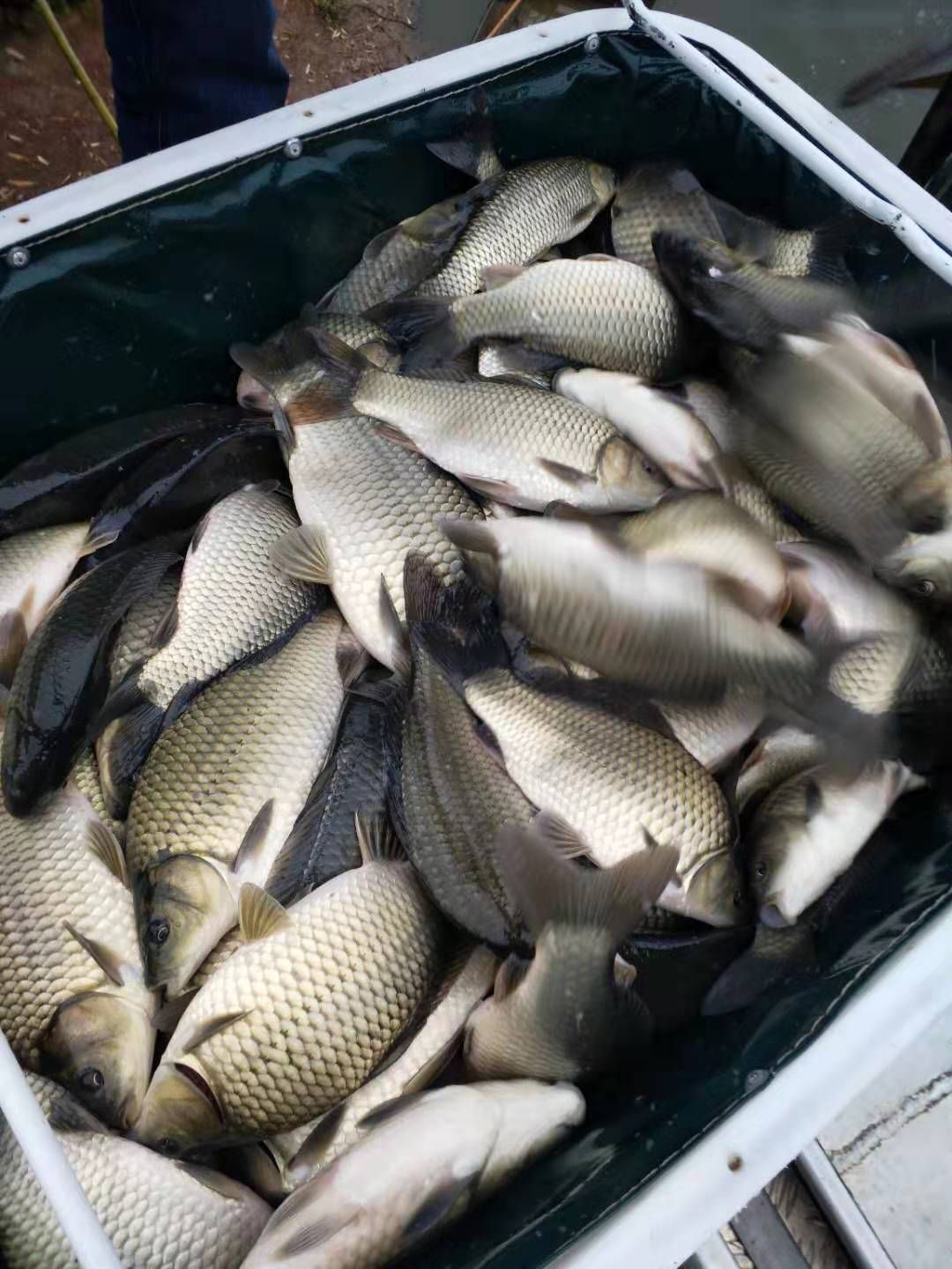 热销湘云鲫  池塘鲫鱼 良种鲫鱼先科巨鲫 抬网起鱼送货上门