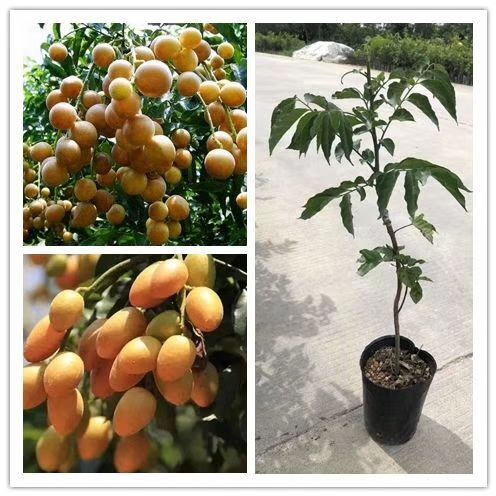 灵山县黑黄皮果苗