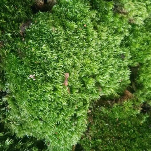 冕宁县水苔苔藓 苔藓，白发藓，曲尾藓
