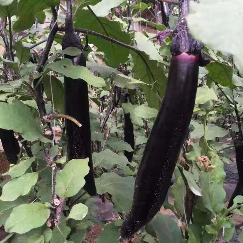 各种茄子苗—有货