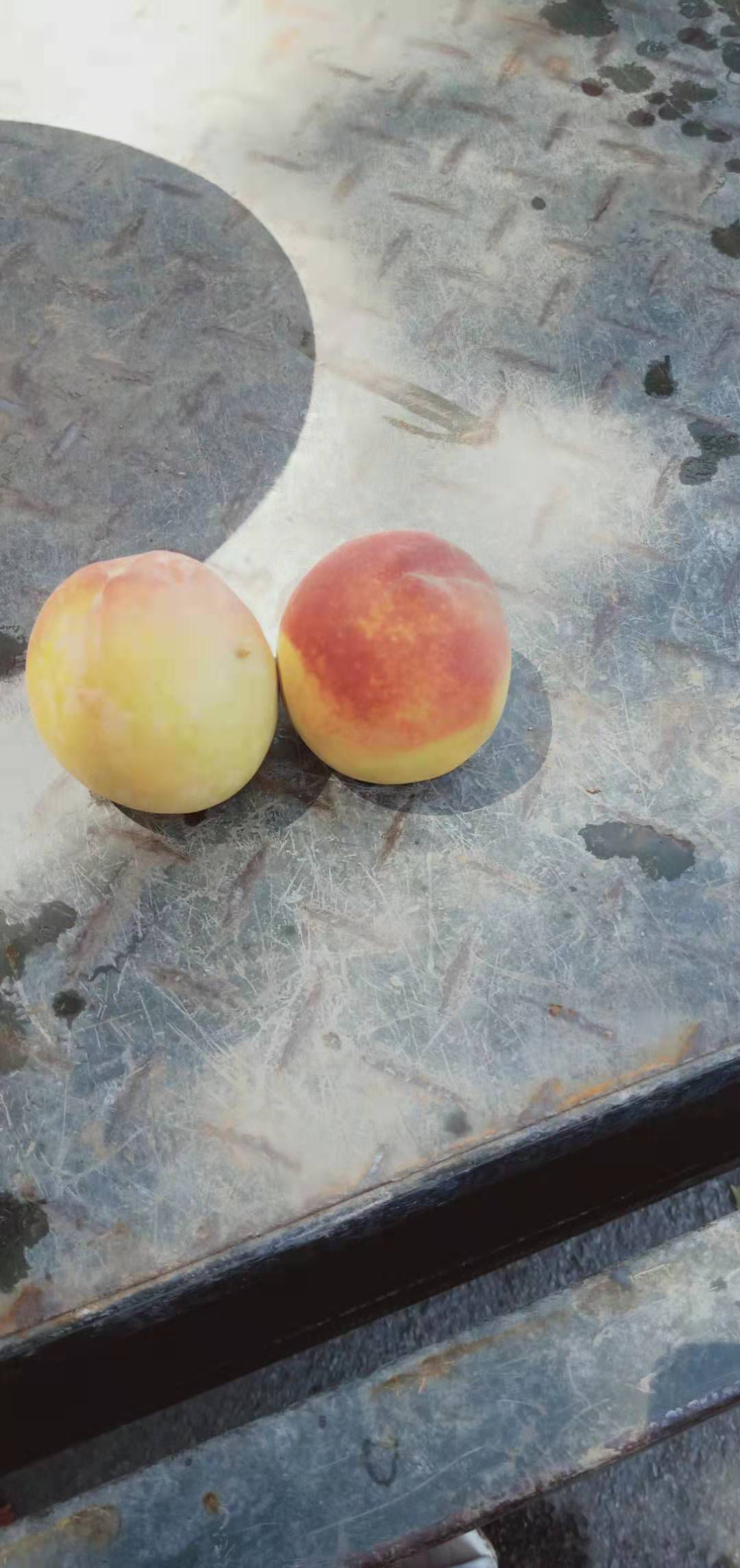  黄桃，大量4毛黄金桃，罐头厂。