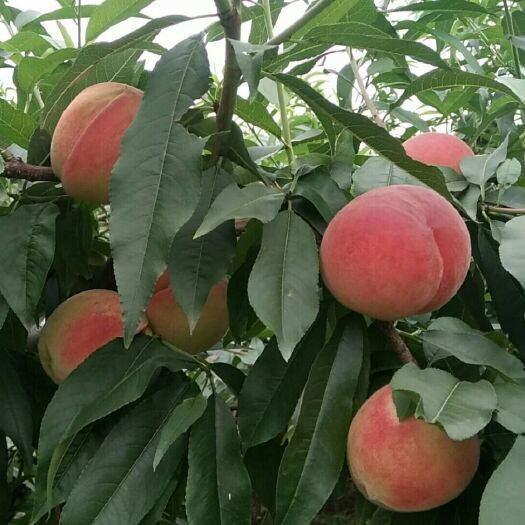 平武县白花桃 物美价廉