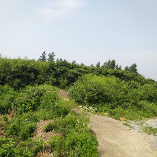 石门县 高山枞林散养土鸡