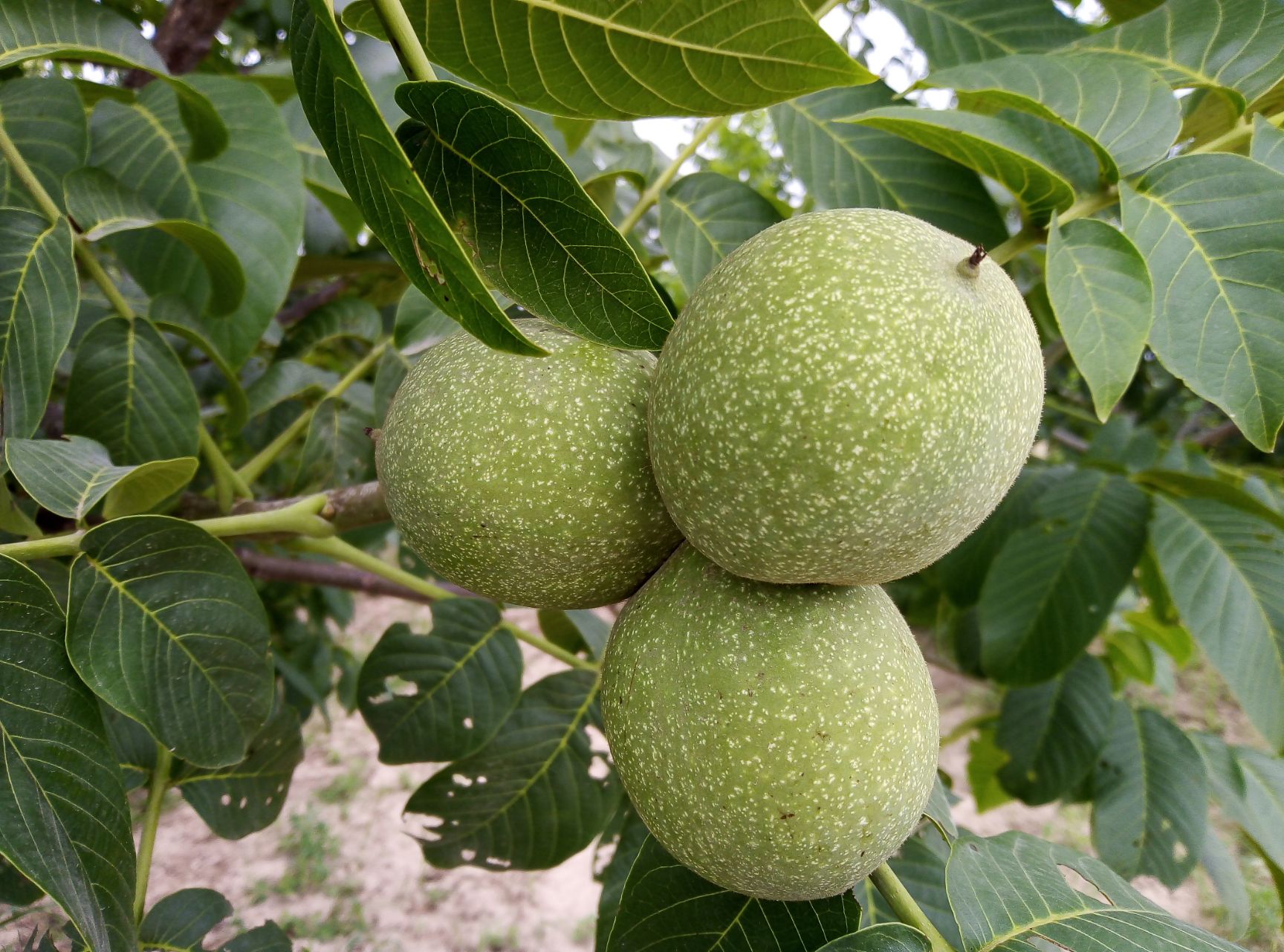  黄土高原薄皮青皮核桃，单果5cm以上，果肉饱满