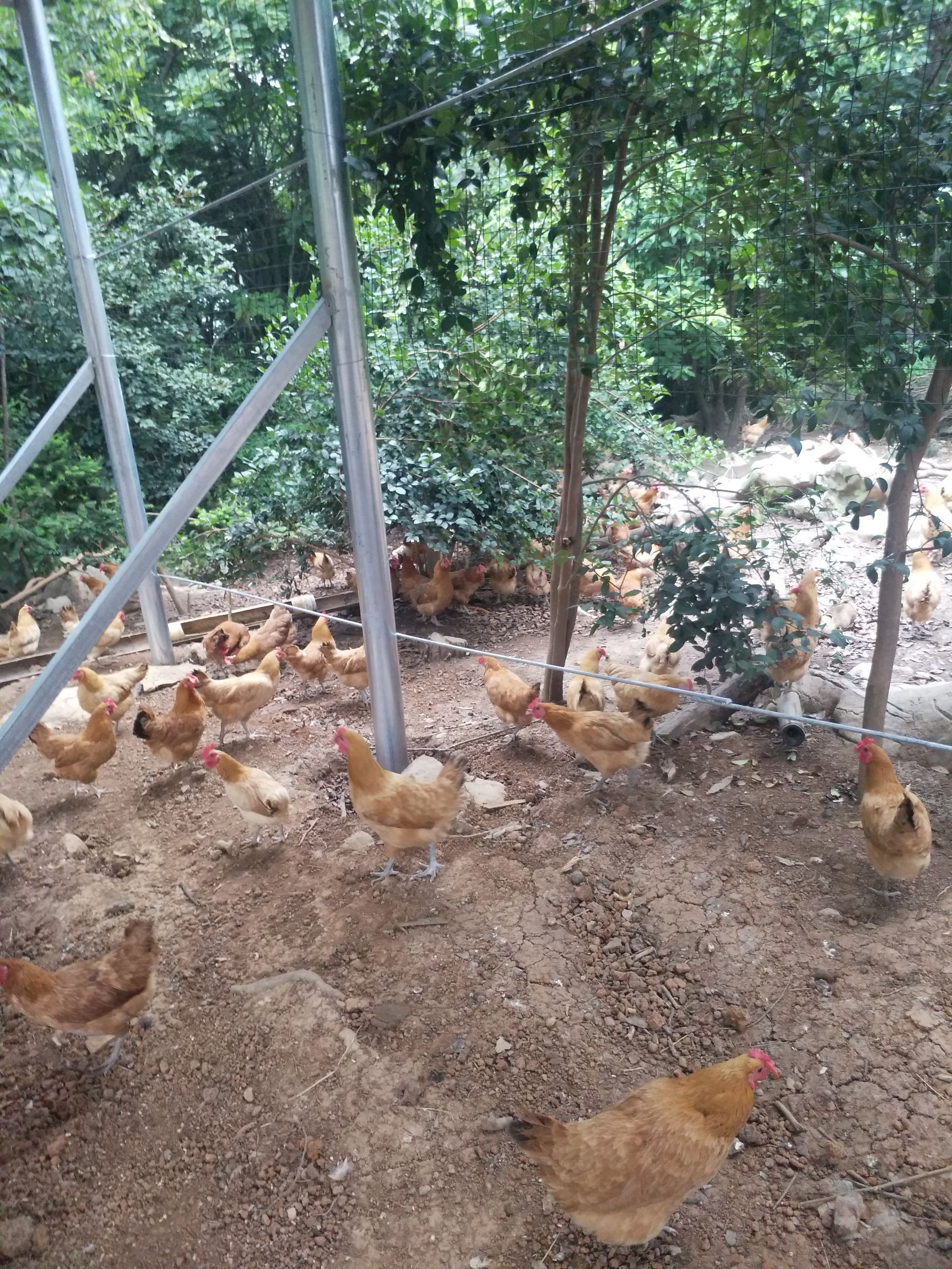 土鸡 全程玉米加发醇五谷杂粮