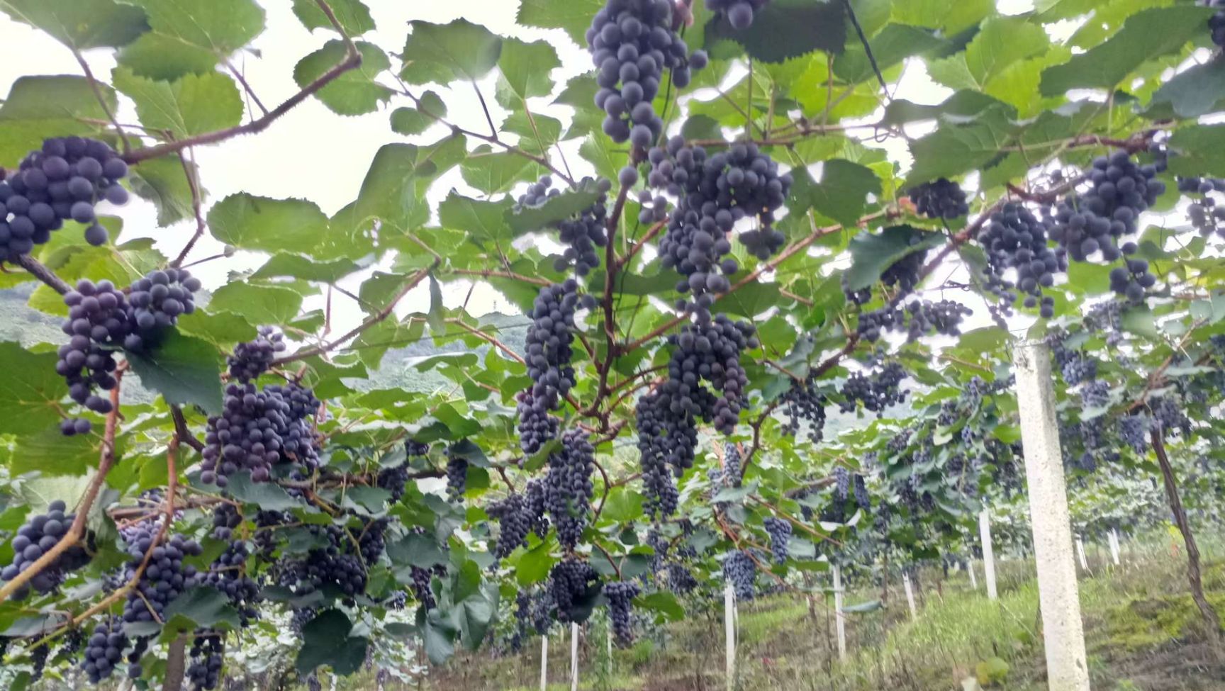  高山葡萄