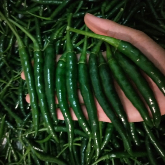 紫云县 贵州特色朝天椒