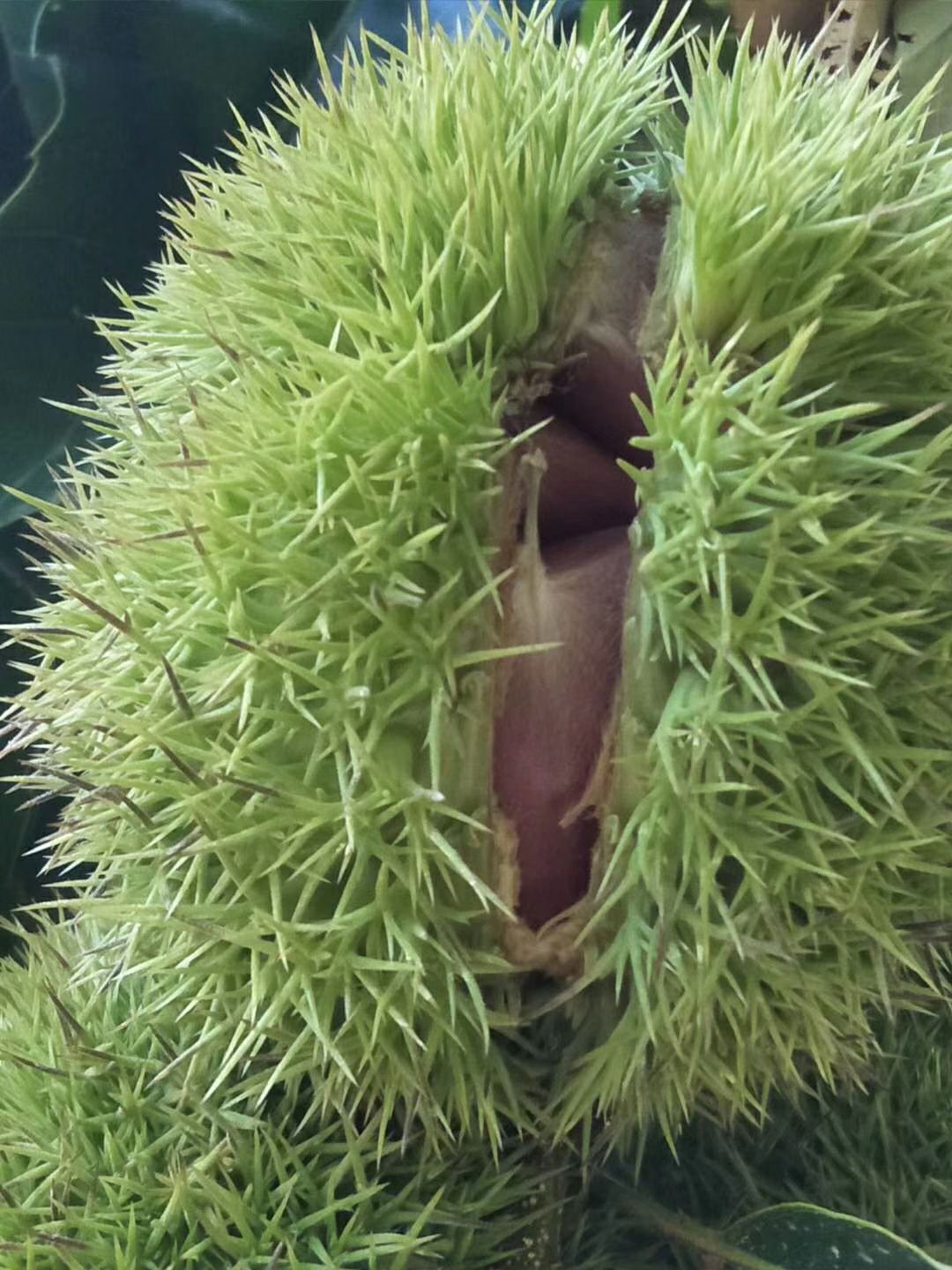 油栗 20年新货大量上市