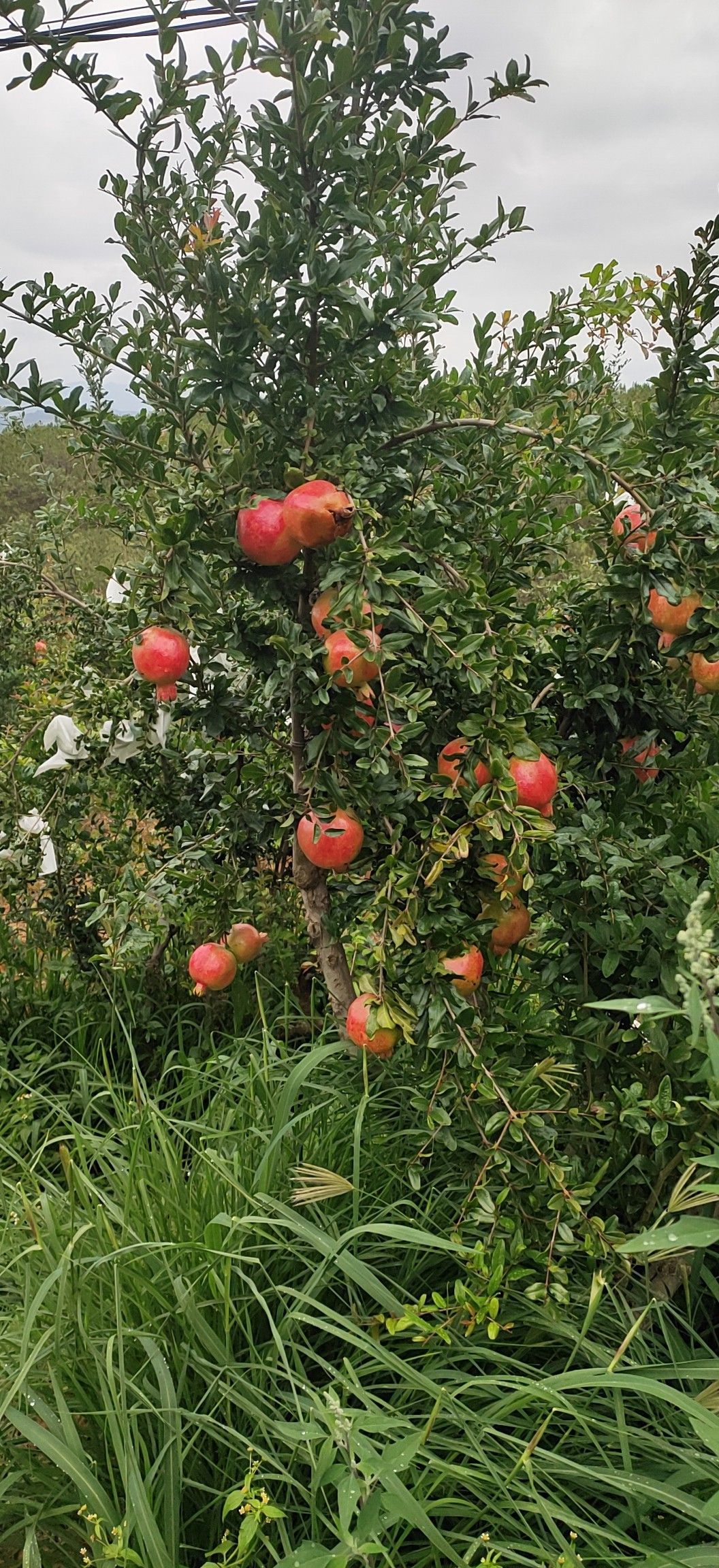 会理石榴 希望全国各地老板都能挣你的满意，我的追求。欢迎各位老板来采购
