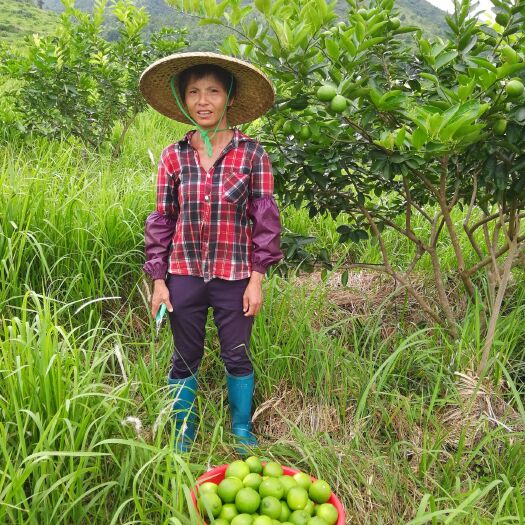 丰顺县 彬彬香檬、自然农法种植，六零有机青柠檬
