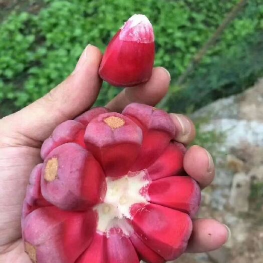 灵山县粉红黑老虎苗