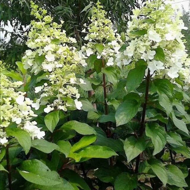 开原市美城苗圃绣球花价格 大花水桠木价格 木绣球价格