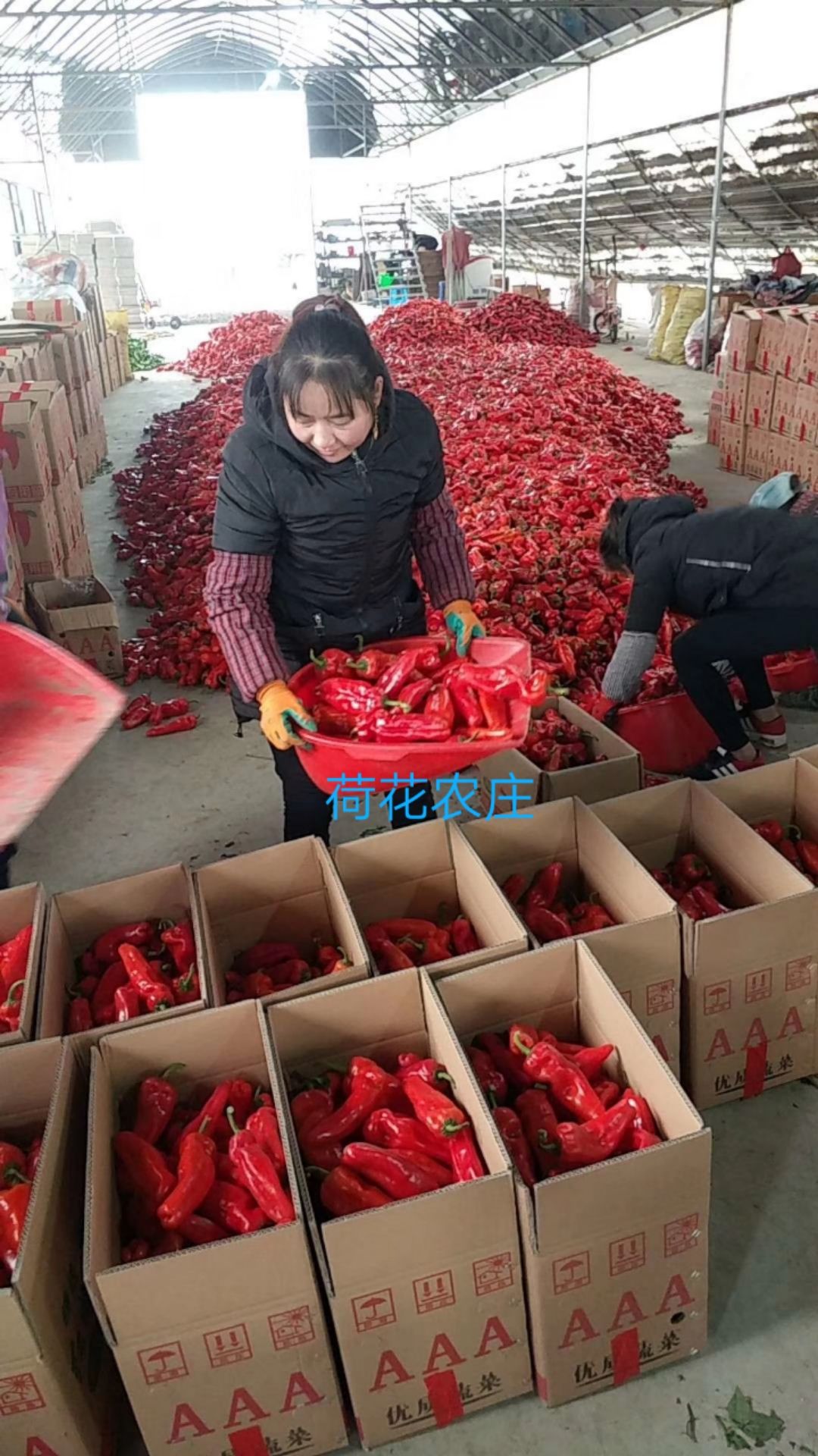 红椒 15~20cm 微辣 红色