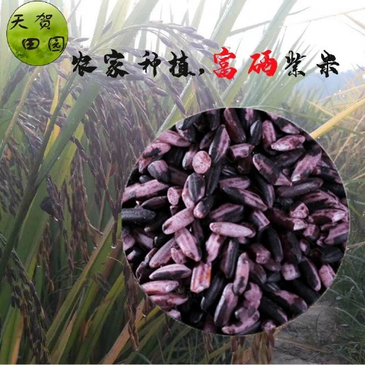 贺州 贺州农家富硒紫米粽子米老品种粗粮1000g包邮(一件代发)