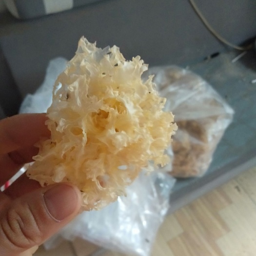 桐柏县椴木银耳 天然山泉水浇灌，正宗耳子，供应全国大小客商，及小家庭