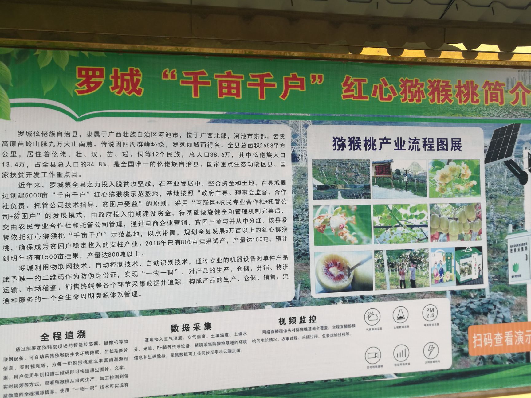  绿色无公害红心猕猴桃 大果  现货!