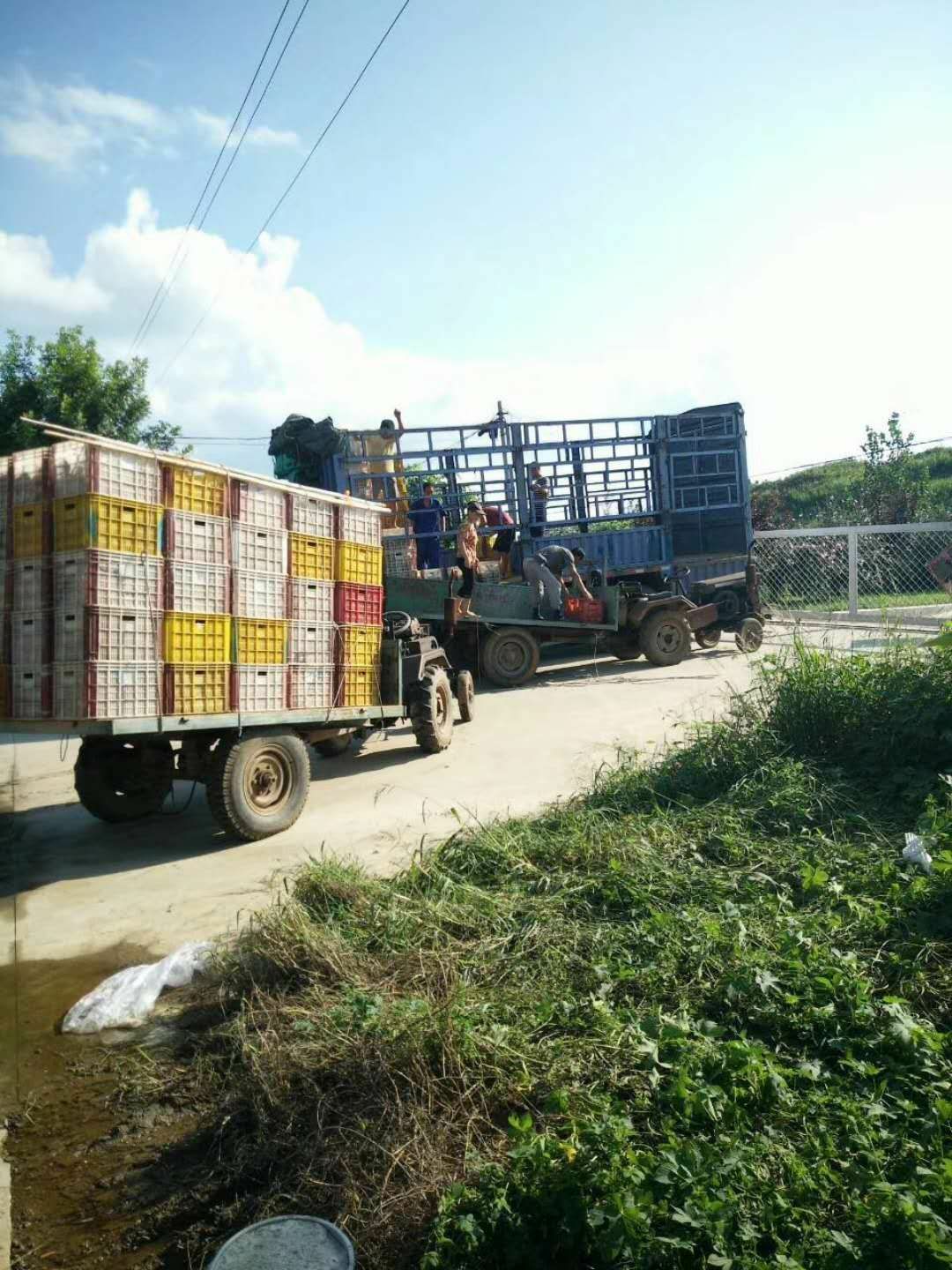 圆黄梨 货源充足，欢迎全国客户前来采购