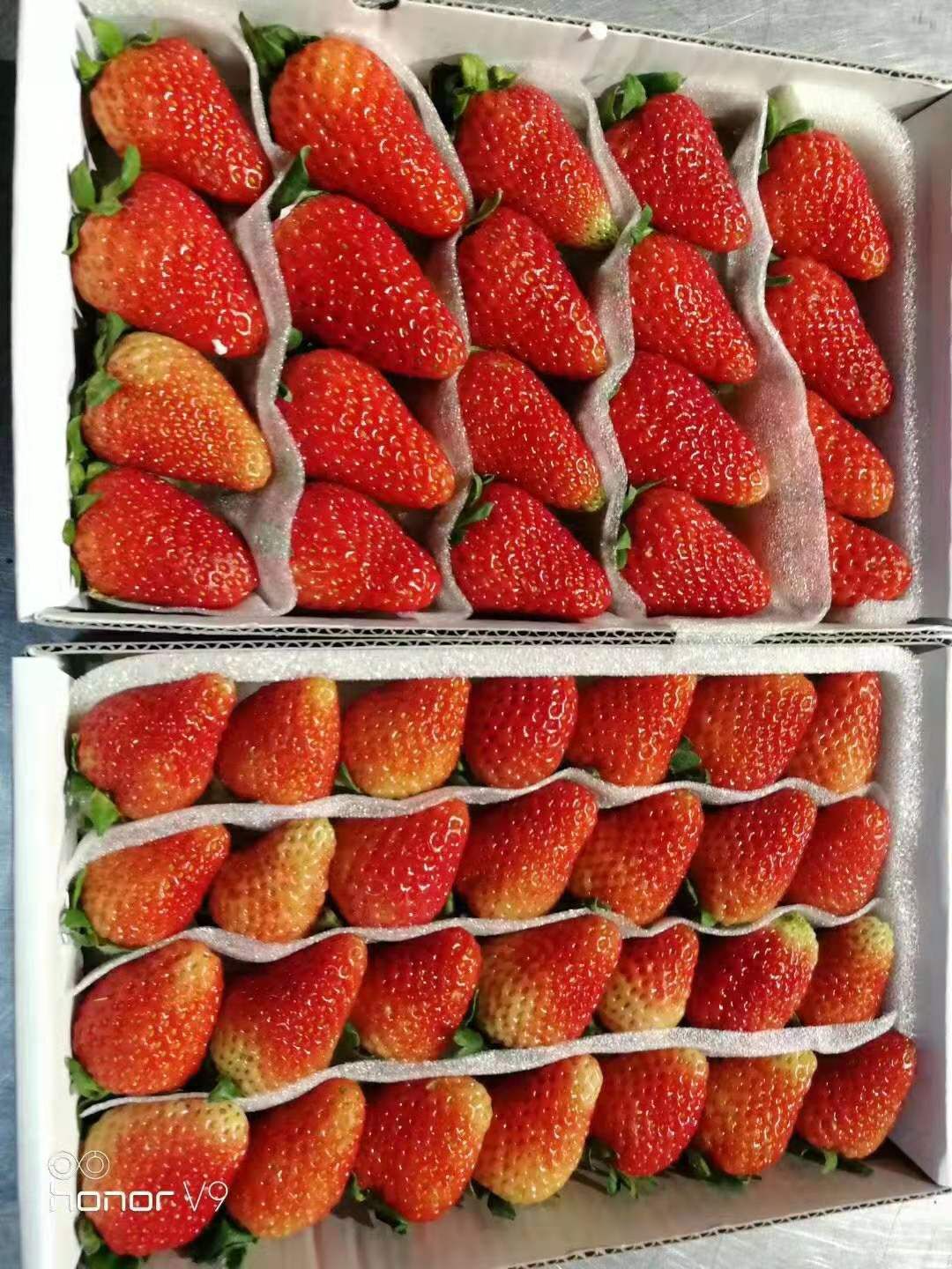 会泽县蒙特瑞草莓种植户直接现摘现发货源充足质量保证诚信第一