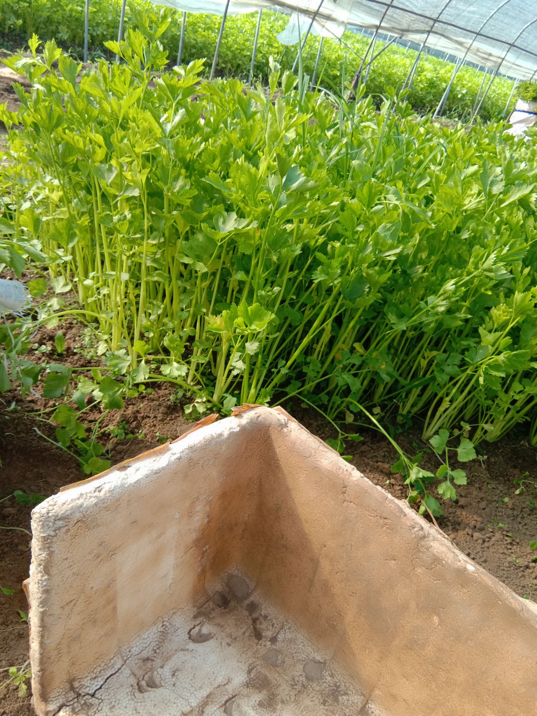 黄芹菜 产品良好，口感良好