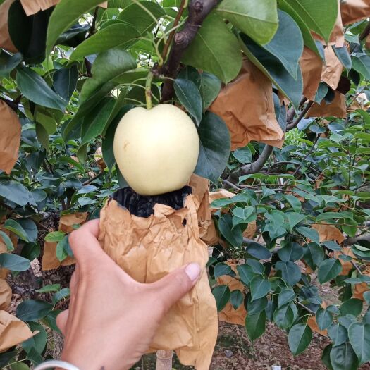砀山县皇冠梨 套袋皇冠，青皇冠，白皇冠等各种水果，需要的联系我