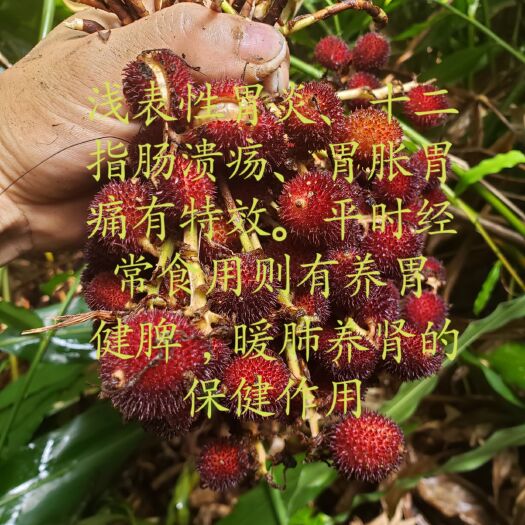 浦北县 广西浦北长寿之乡春砂仁