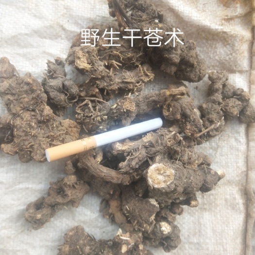 商南县北苍术   纯干苍术含量高货源充足陕西秦岭高山产物