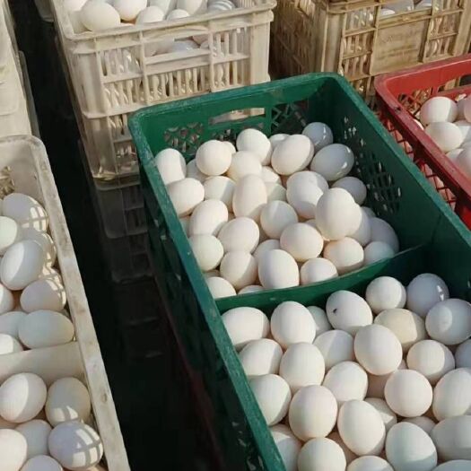 桓台县 马踏湖金丝鸭蛋
