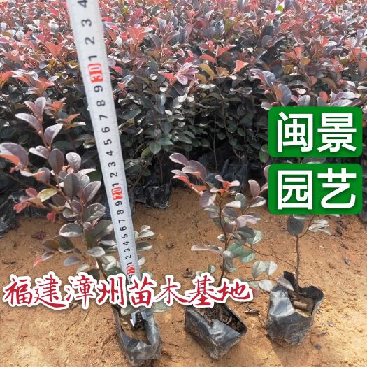 漳州 红花继木红花檵木红继木高20到30 福建漳州苗木基地