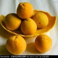 宁陵县 黄桃
