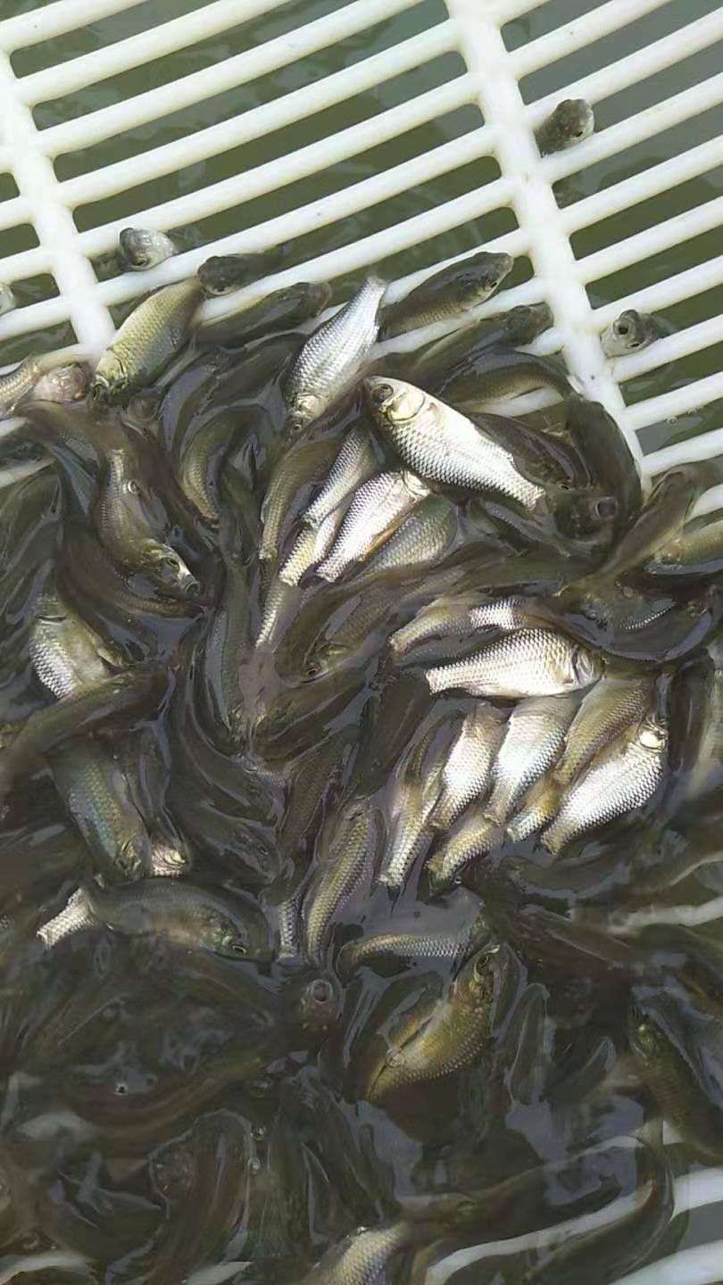  鲤鱼苗