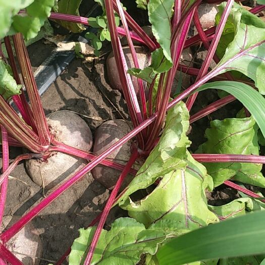 甜菜根 有需要的联系我加工厂货量大