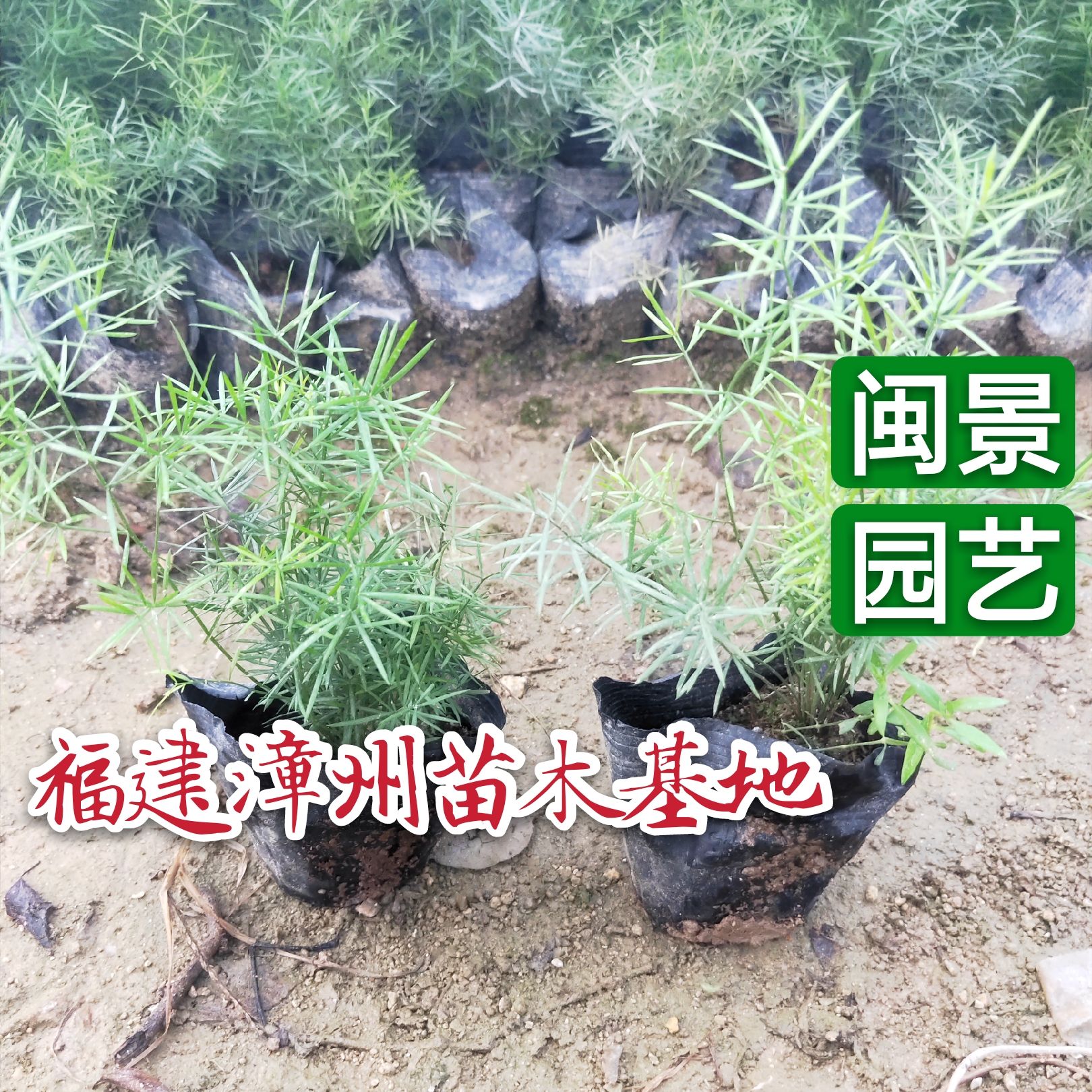  天门冬高10到20厘米福建漳州苗木基地