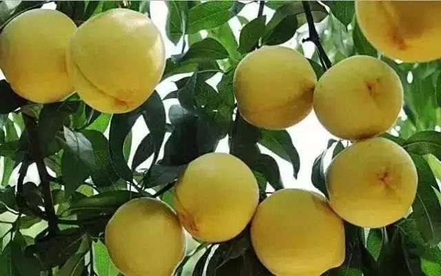 怀化 生态黄桃