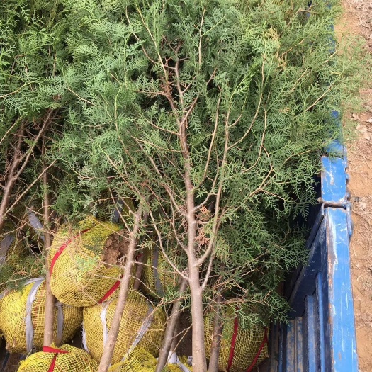 莒南县1.5米以上土球侧柏