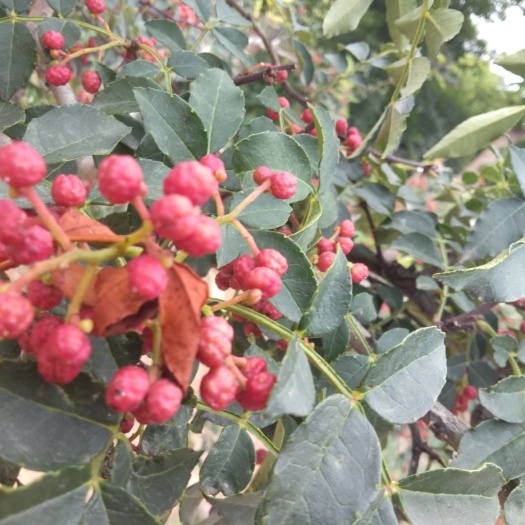 万荣县大红袍花椒 一级 鲜花椒