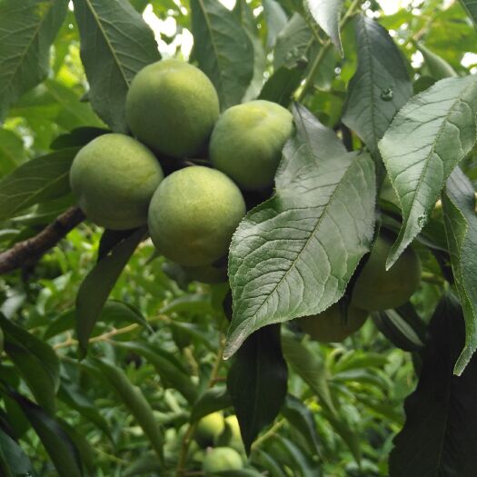 茂县 茂县青脆李