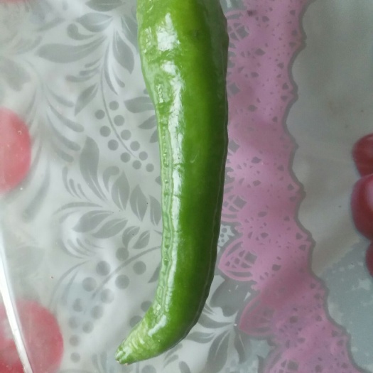 西吉县 牛角椒大量上市