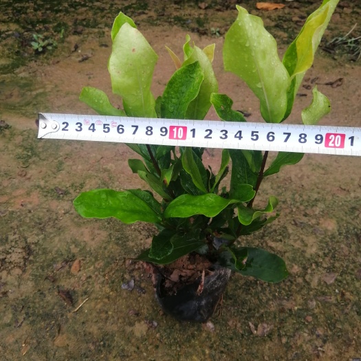 漳浦县 大叶龙船花