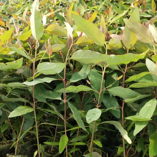 灵山县桉树苗  正品29