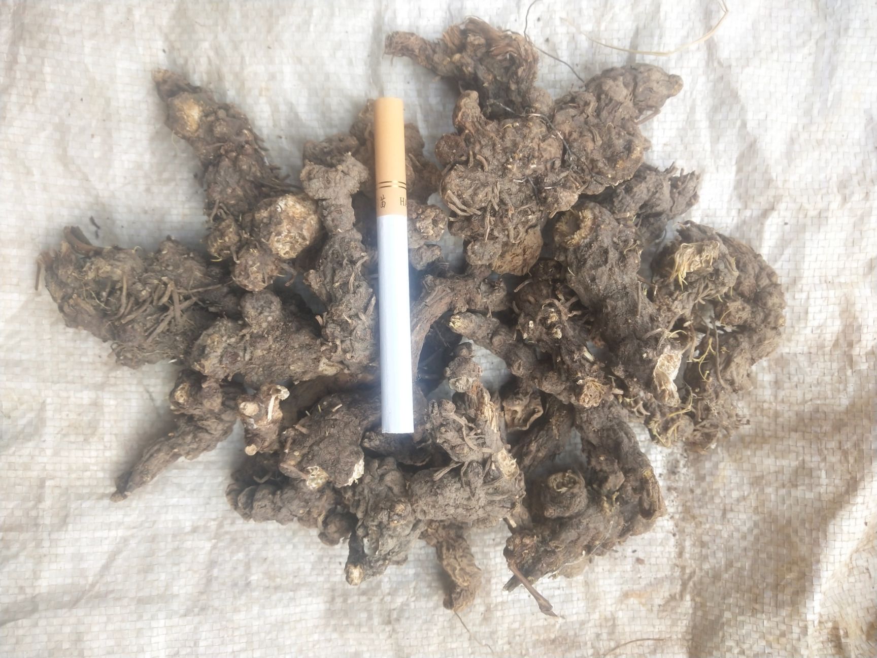 北苍术   纯干苍术含量高货源充足陕西秦岭高山产物