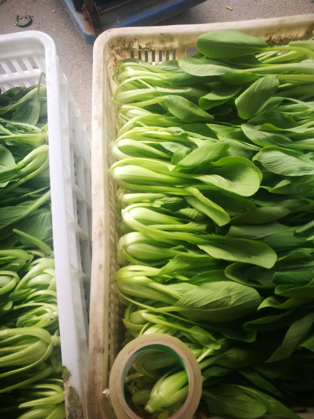  常年供应芹菜，小青菜，小白菜，茼蒿，空心