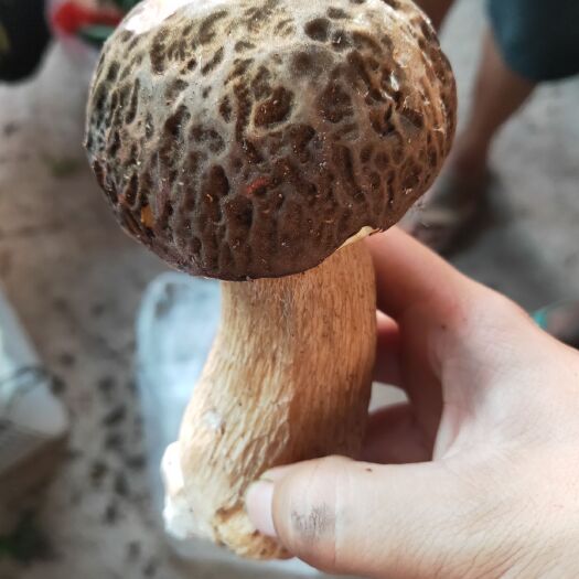 景东县 牛肝菌冻品