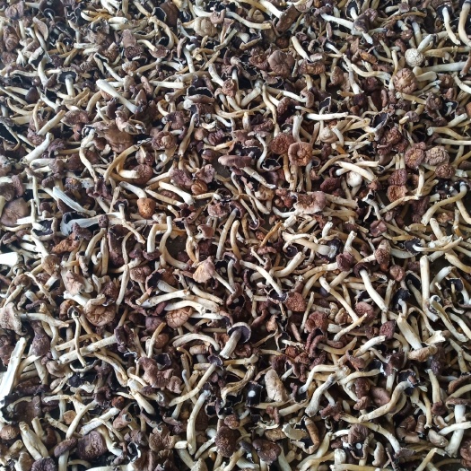 济南 赤松茸7-9cm半开伞，未开伞。