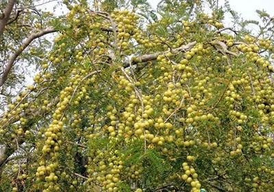 平南县 平南县余甘果