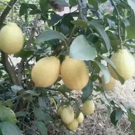 安岳县四川安岳柠檬，一二级果皮薄多汁，各种包装。需要联系。