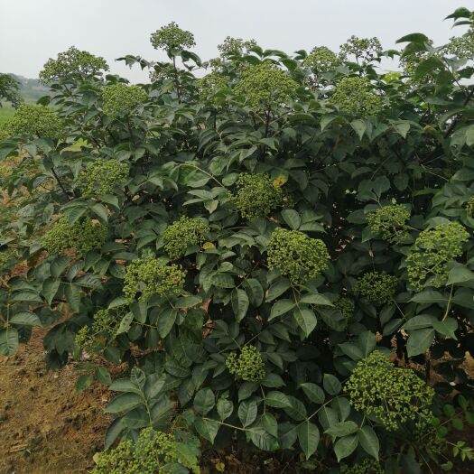 樟树市吴茱萸苗 品种纯正价格公道量大从优